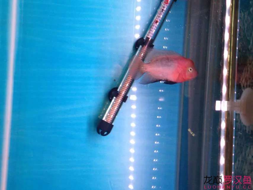 廣州哪里批發魚缸石價格最低的(廣州哪里批發魚缸石價格最低的地方) 廣州哪里批發魚缸石價格最低的(廣州哪里批發魚缸石價格最低的地方) 龍魚百科 第3張