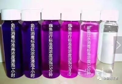 豬龍魚在哪釣比較好呢：探尋豬龍魚的理想垂釣之地