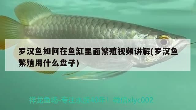 雷龍魚苗能混養嗎，雷龍魚苗可以混養嗎