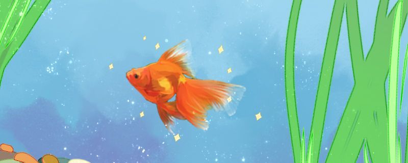 在魚缸里養(yǎng)的鯊魚（魚缸里養(yǎng)的鯊魚會(huì)長大嗎）