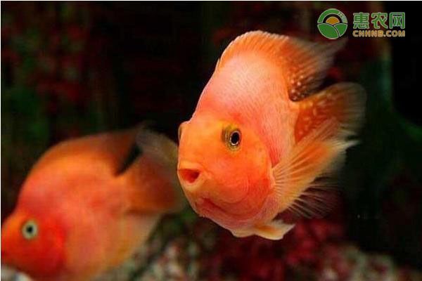 紫色龍魚好嗎值得養嗎：紫色龍魚，夢幻與神秘的完美結合