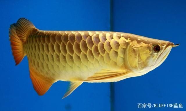 龍魚混養(yǎng)注意事項(xiàng)有哪些呢，混養(yǎng)龍魚的注意事項(xiàng)