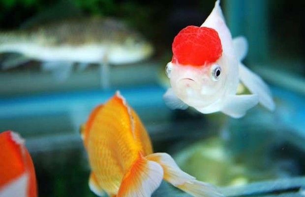 金龍魚用什么顏色的魚缸好(金龍魚用什么顏色的魚缸好呢)
