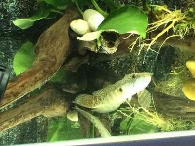 眼鏡蛇雷龍魚苗怎么養：眼鏡蛇雷龍魚苗的飼養方法