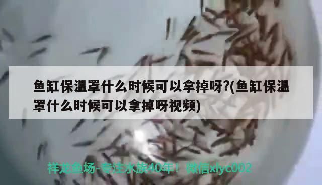 龍魚價格排名表（ 龍魚價格排名表圖片） 龍魚價格排名表（ 龍魚價格排名表圖片） 龍魚百科 第2張