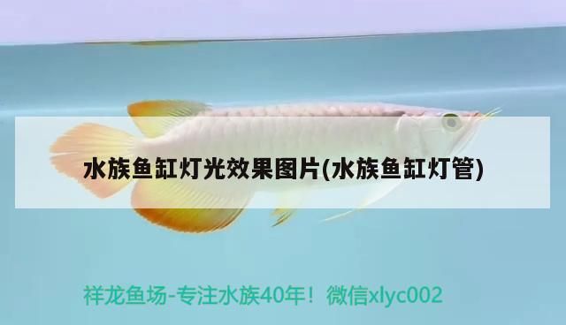魚缸架實木 魚缸架實木好還是金屬好