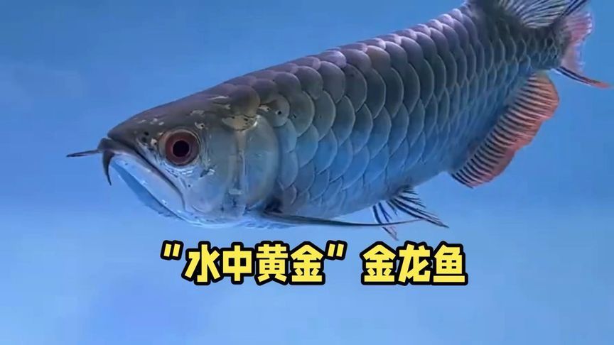 金龍魚狂游是不是病了，金龍魚“狂游”可能由多種原因引起，金龍魚狂游的自救措施 金龍魚狂游是不是病了，金龍魚“狂游”可能由多種原因引起，金龍魚狂游的自救措施 龍魚百科 第3張