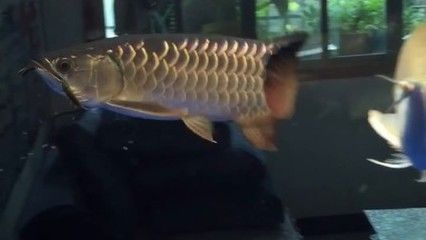金龍魚狂游是不是病了，金龍魚“狂游”可能由多種原因引起，金龍魚狂游的自救措施 金龍魚狂游是不是病了，金龍魚“狂游”可能由多種原因引起，金龍魚狂游的自救措施 龍魚百科 第6張