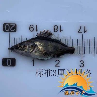 清理魚(yú)缸冷水魚(yú)(清理魚(yú)缸的冷水魚(yú))