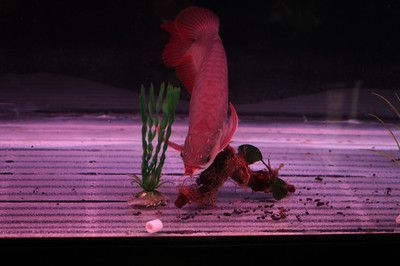 辣椒龍魚幼魚什么顏色好看，辣椒龍魚幼魚的顏色 辣椒龍魚幼魚什么顏色好看，辣椒龍魚幼魚的顏色 龍魚百科 第5張