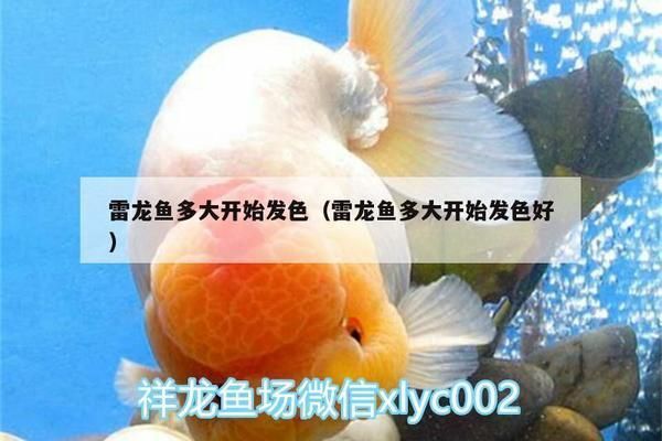 辣椒龍魚幼魚什么顏色好看，辣椒龍魚幼魚的顏色 辣椒龍魚幼魚什么顏色好看，辣椒龍魚幼魚的顏色 龍魚百科 第6張
