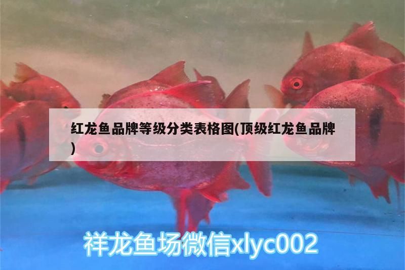 魚缸配什么顏色燈最好（魚缸選什么顏色的燈光好）