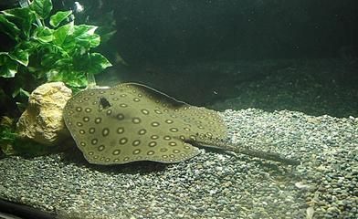 魚缸裝修預留給排水（ 魚缸預留預埋水電圖）