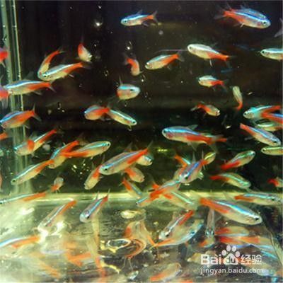 怎樣洗魚缸才干凈水質清澈（怎么樣洗魚缸） 怎樣洗魚缸才干凈水質清澈（怎么樣洗魚缸） 龍魚百科 第2張