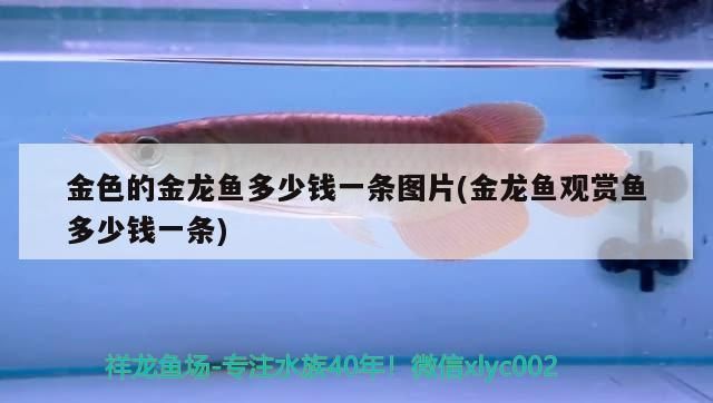 金色雷龍魚多少錢一條啊，金色雷龍魚價格大致在幾百到幾千元之間的價格大致范圍 金色雷龍魚多少錢一條啊，金色雷龍魚價格大致在幾百到幾千元之間的價格大致范圍 龍魚百科 第6張