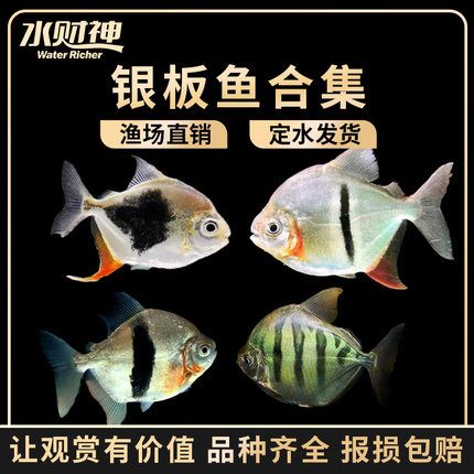 魚缸過濾材料如何放置(魚缸過濾放置材料順序怎么好)