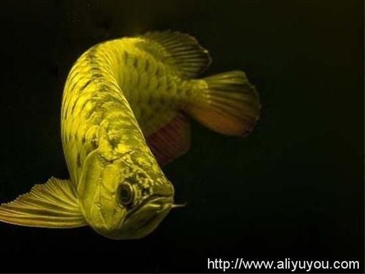 龍魚大概多少錢一條，普通龍魚價格在幾百元到幾千元人民幣之間的價格可能會更高