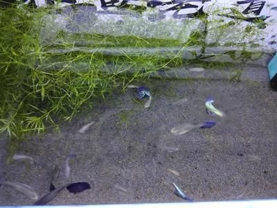 賣觀賞魚店名怎么取名好(賣觀賞魚店名怎么取名好呢)