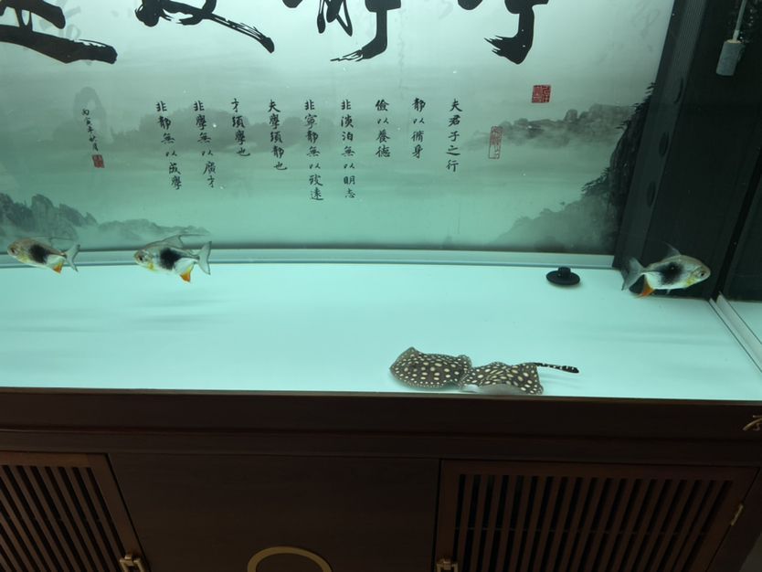 適合魚缸養(yǎng)的觀賞魚品種圖片（適合魚缸養(yǎng)的觀賞魚品種圖片）