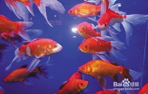 怎么看紅龍魚的體型好不好呢：紅龍魚體型鑒賞，多維度剖析，辨優(yōu)劣之態(tài)