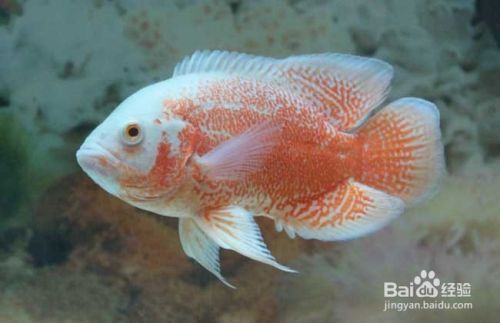 龍魚單獨(dú)養(yǎng)好還是混養(yǎng)好