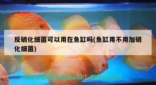 金龍魚屬于金魚嗎圖片欣賞（金龍魚屬于什么魚種）