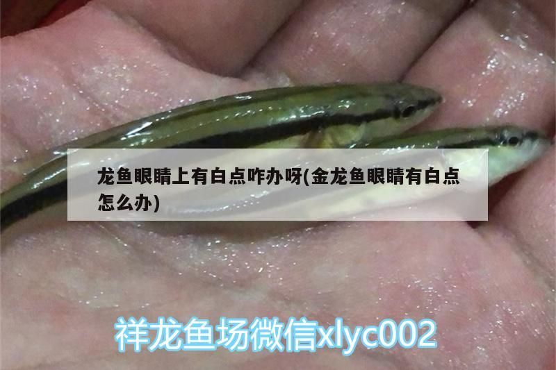 金龍魚鮮蛋和面（金龍魚鮮蛋和面龍須掛）