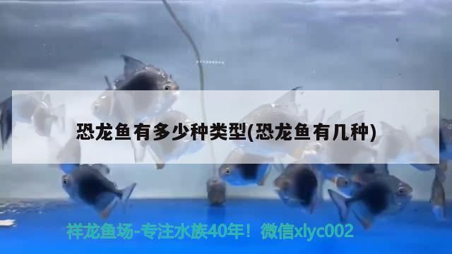 百色水族批發(fā)市場(chǎng)在哪里有賣(mài) 百色水族批發(fā)市場(chǎng)在哪里有賣(mài)的