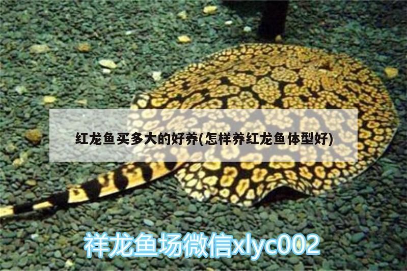 財神魚可以和龍魚混養嗎圖片（紅財神魚和龍魚混養）