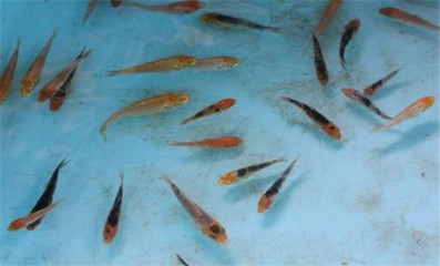 藍底金龍魚用什么燈好看圖片大全(金龍魚用藍白燈可以嗎)