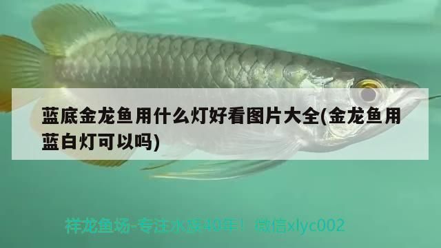 藍底金龍魚用什么燈好看圖片大全(金龍魚用藍白燈可以嗎)