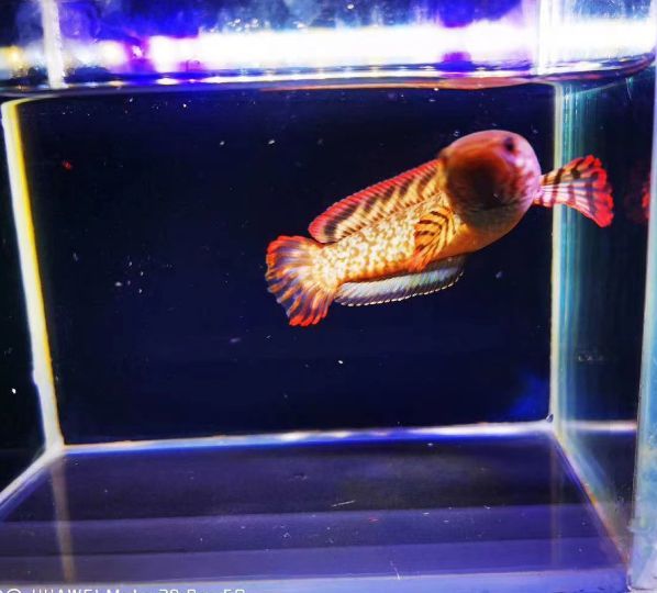 龍魚什么品種好養(yǎng)活，相對容易飼養(yǎng)的幾種龍魚品種 龍魚什么品種好養(yǎng)活，相對容易飼養(yǎng)的幾種龍魚品種 龍魚百科 第2張