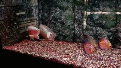 龍魚國內繁殖不了嗎，國內龍魚繁殖成功的案例