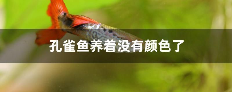 魚缸水質清澈的方法(什么辦法魚缸水質可以變清) 龍魚百科 第3張 魚缸水質清澈的方法(什么辦法魚缸水質可以變清) 魚缸水質清澈的方法(什么辦法魚缸水質可以變清) 龍魚百科 第3張