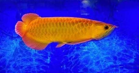 金龍魚里面有魚嗎