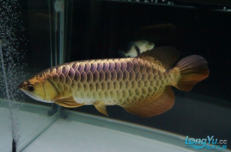 金龍魚里面有魚嗎