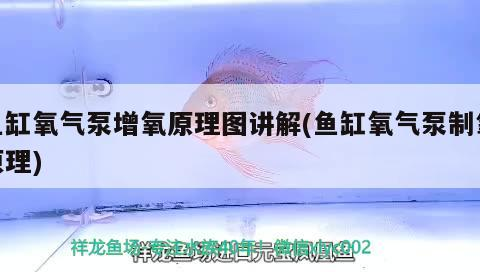萬吉紅龍魚和孟吉爾紅龍魚的區別 萬吉紅龍魚和孟吉爾紅龍魚的區別是什么