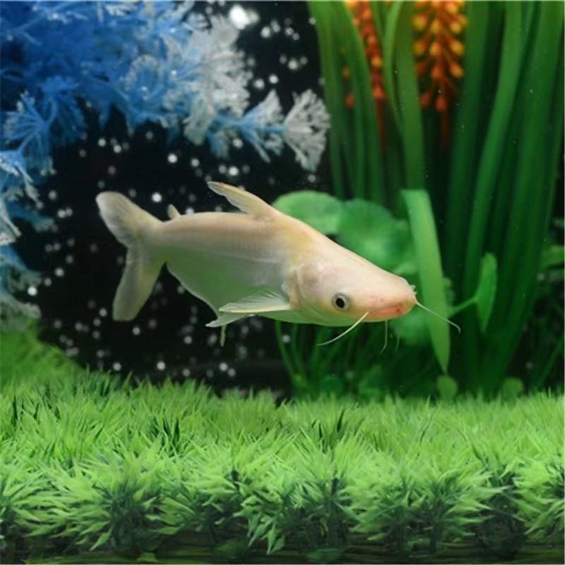 龍魚吃什么長鰭尾巴 龍魚吃什么長鰭尾巴 龍魚百科 第3張