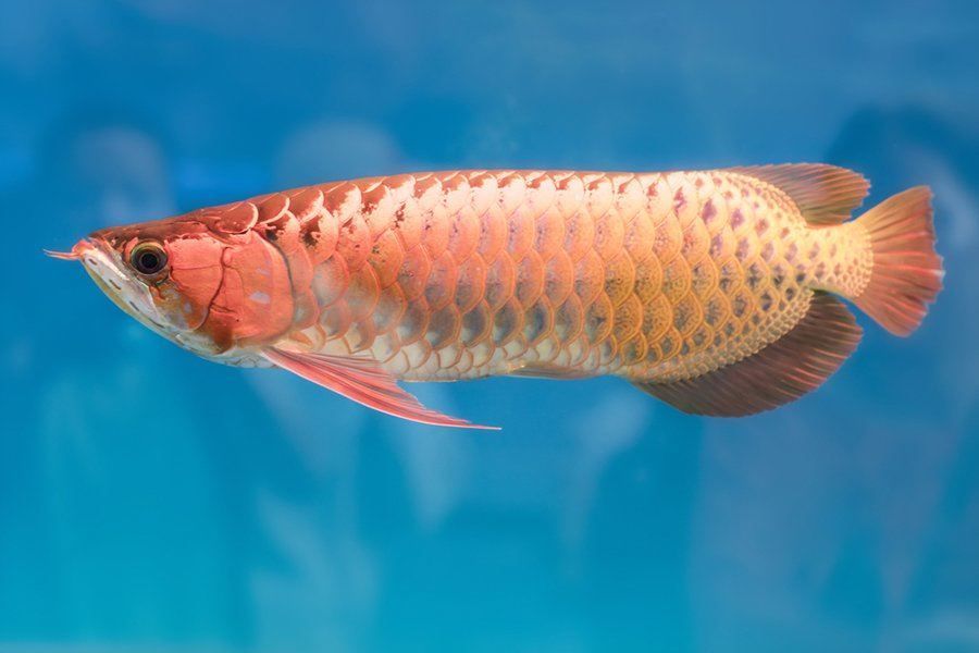 龍魚品種排行榜前十名有哪些，2024年龍魚品種排行榜前十名