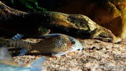 怎樣挑選紅龍魚視頻教程：怎樣挑選紅龍魚視頻，全方位攻略助你慧眼識珠