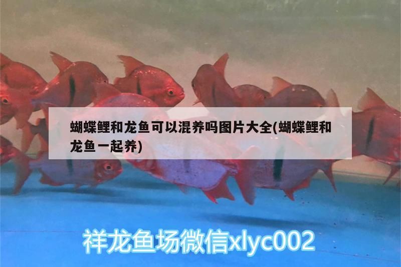 魚缸半個月換一次水可以嗎（魚缸一個月換一次水可以嗎） 魚缸半個月換一次水可以嗎（魚缸一個月換一次水可以嗎） 龍魚百科 第2張