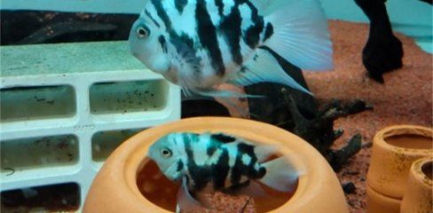金華做魚缸（金華魚缸制作廠家）
