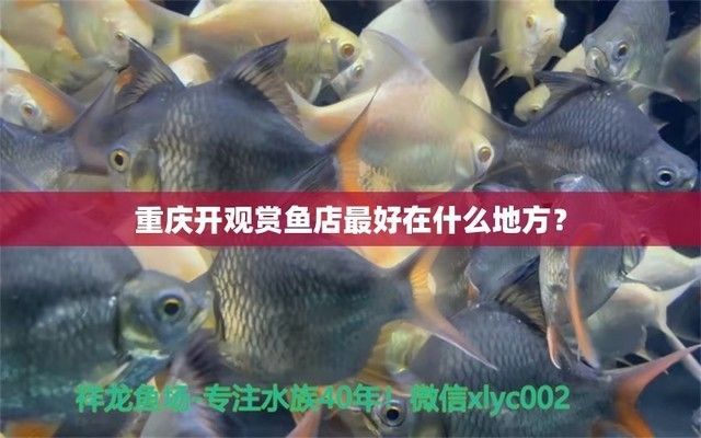龍魚哪里進貨便宜又好養，龍魚養殖基礎知識入門