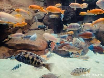 紅龍魚價格多少錢一條