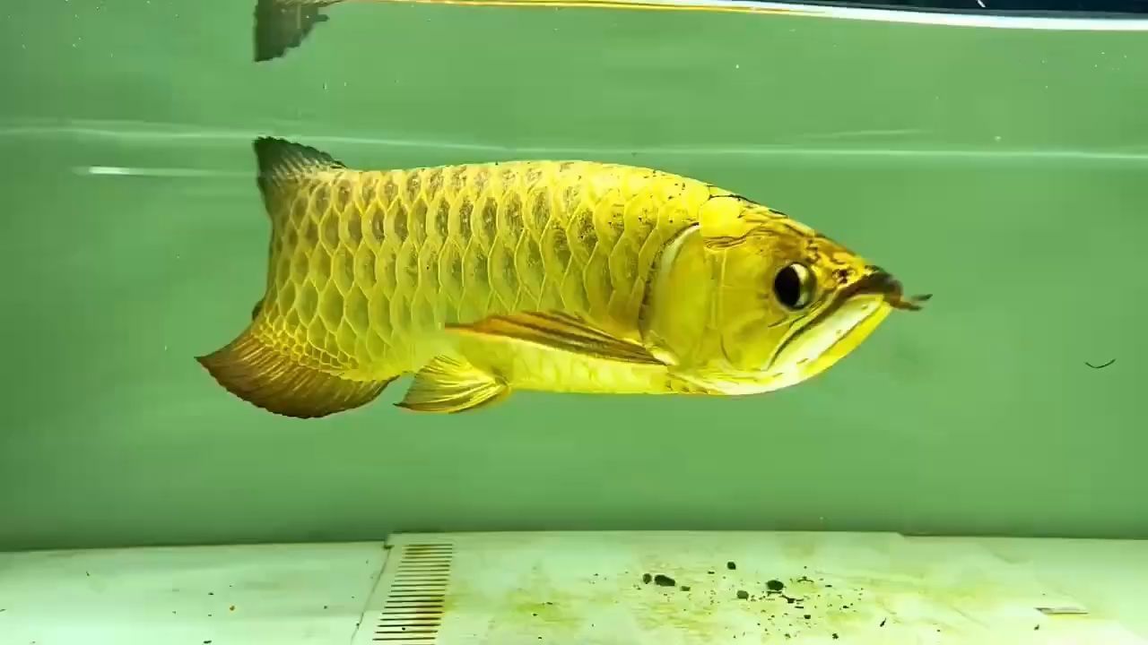 銀龍魚趴缸幾天會死嗎(銀龍魚趴缸幾天會死嗎視頻)