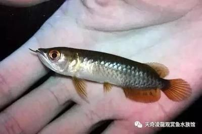 迷你小龍魚吃什么，迷你小龍魚的飲食習慣和食物選擇對于健康成長至關重要 迷你小龍魚吃什么，迷你小龍魚的飲食習慣和食物選擇對于健康成長至關重要 龍魚百科 第4張