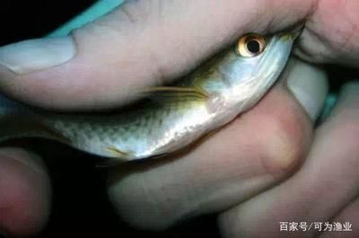 迷你小龍魚吃什么，迷你小龍魚的飲食習慣和食物選擇對于健康成長至關重要 迷你小龍魚吃什么，迷你小龍魚的飲食習慣和食物選擇對于健康成長至關重要 龍魚百科 第6張