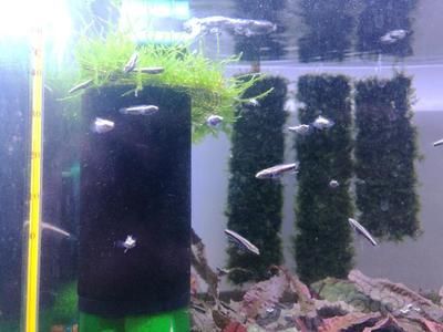 彩蝶魚缸尺寸和型號（彩蝶魚缸尺寸和型號大全）