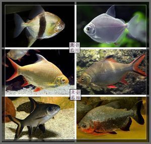 銀版魚繁殖環(huán)境要求（銀板魚的繁殖環(huán)境要求） 銀版魚繁殖環(huán)境要求（銀板魚的繁殖環(huán)境要求） 龍魚百科 第3張