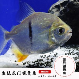 銀版魚繁殖環(huán)境要求（銀板魚的繁殖環(huán)境要求） 銀版魚繁殖環(huán)境要求（銀板魚的繁殖環(huán)境要求） 龍魚百科 第6張